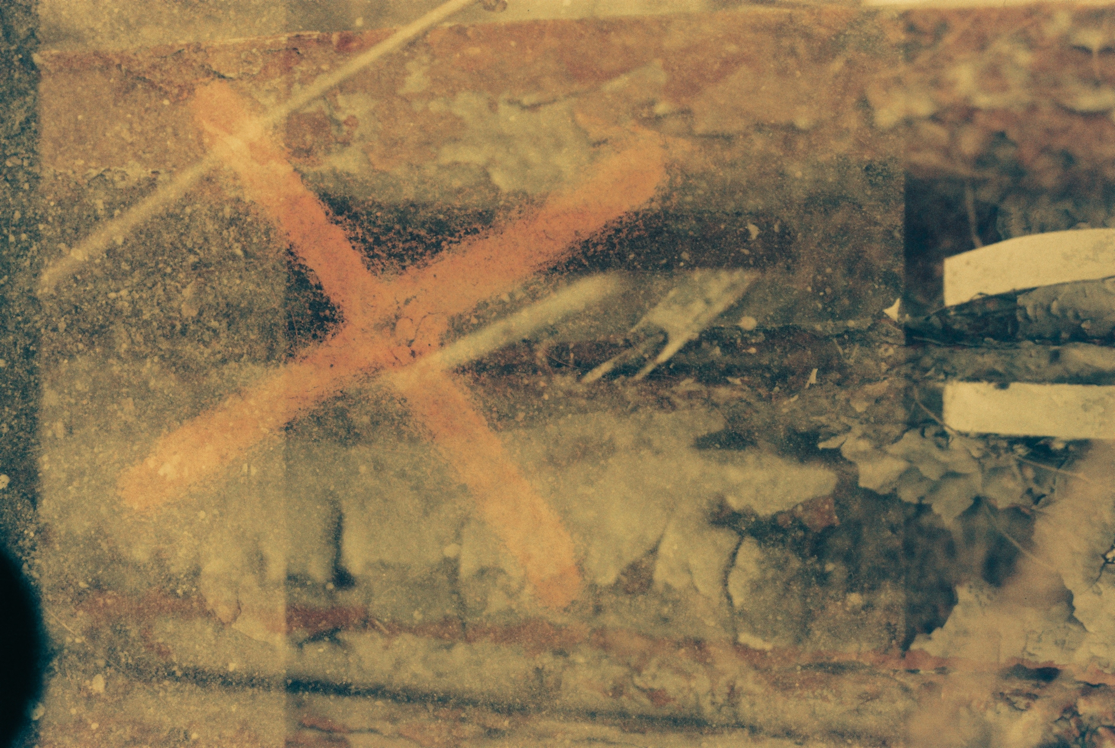 analogue 35 mm overlayer reclaimed by nature project image