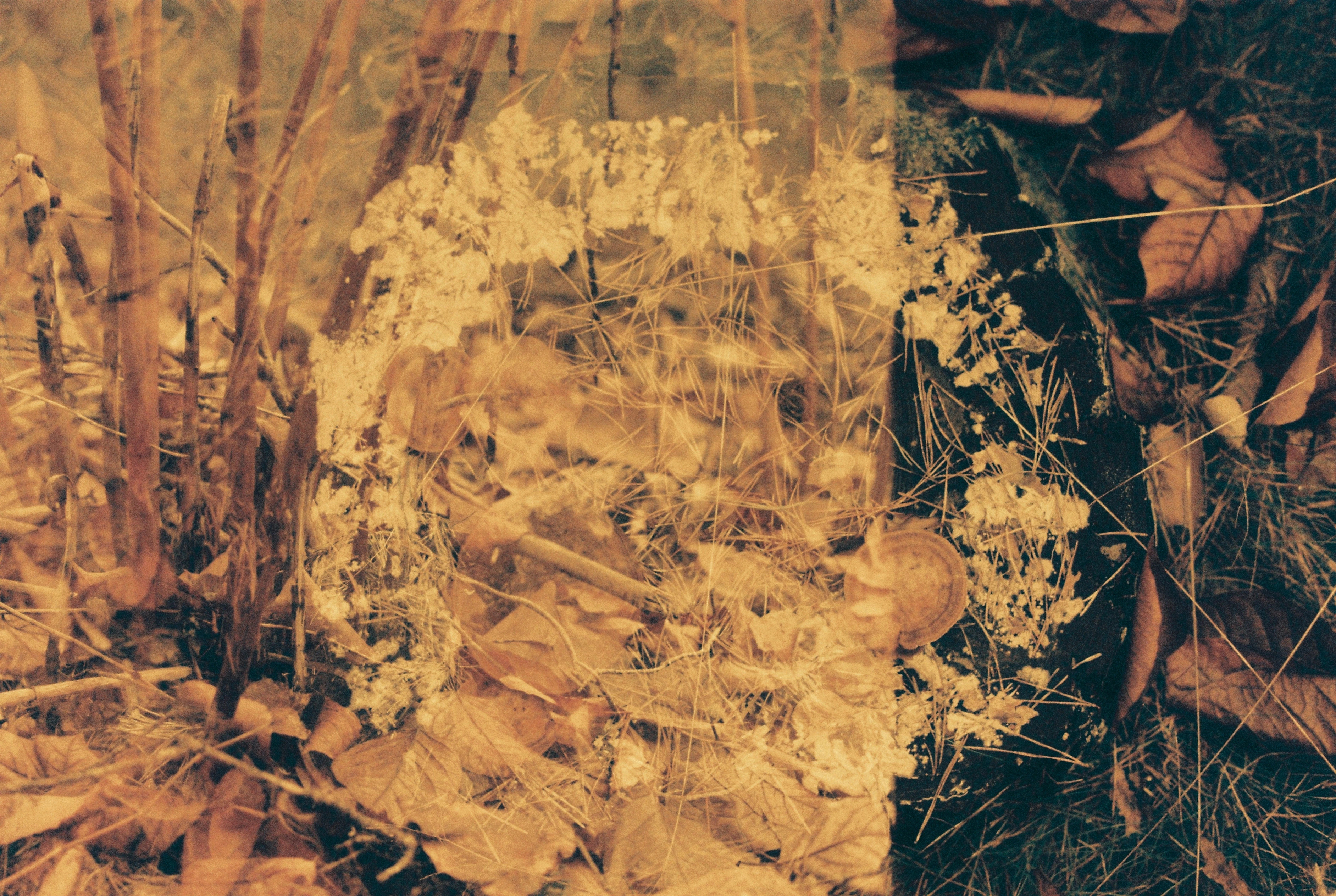 reclaimed by nature project image2