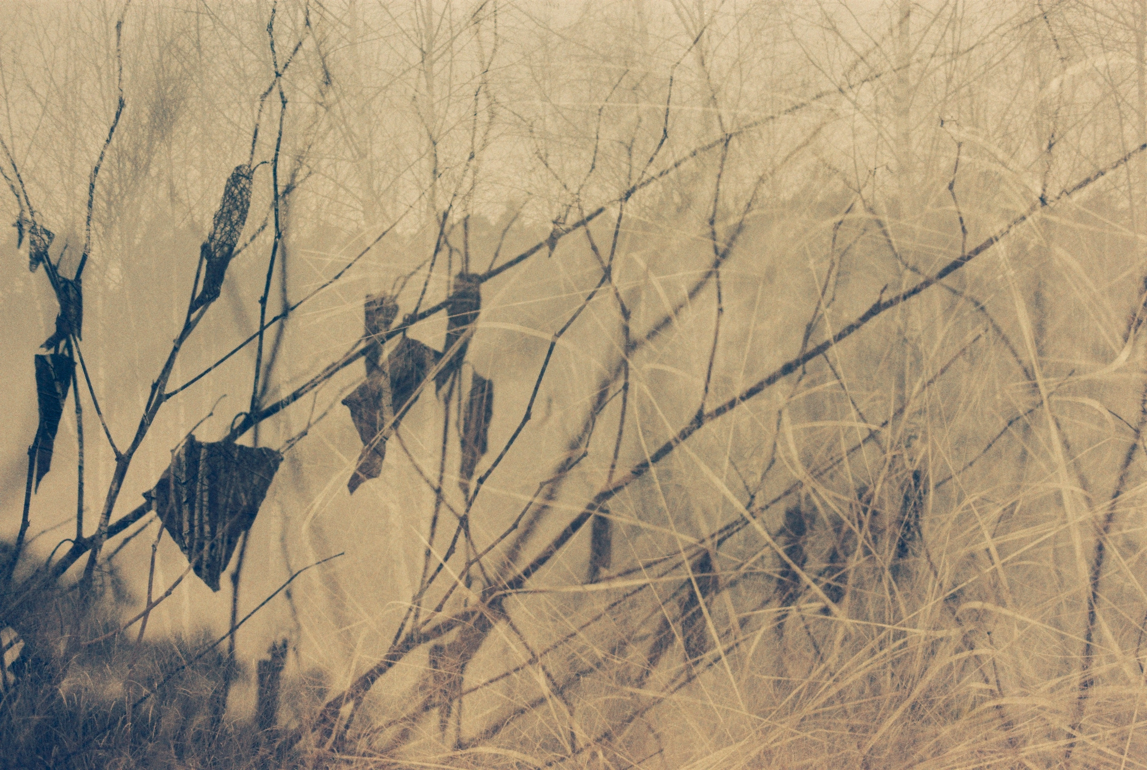 reclaimed by nature project image3