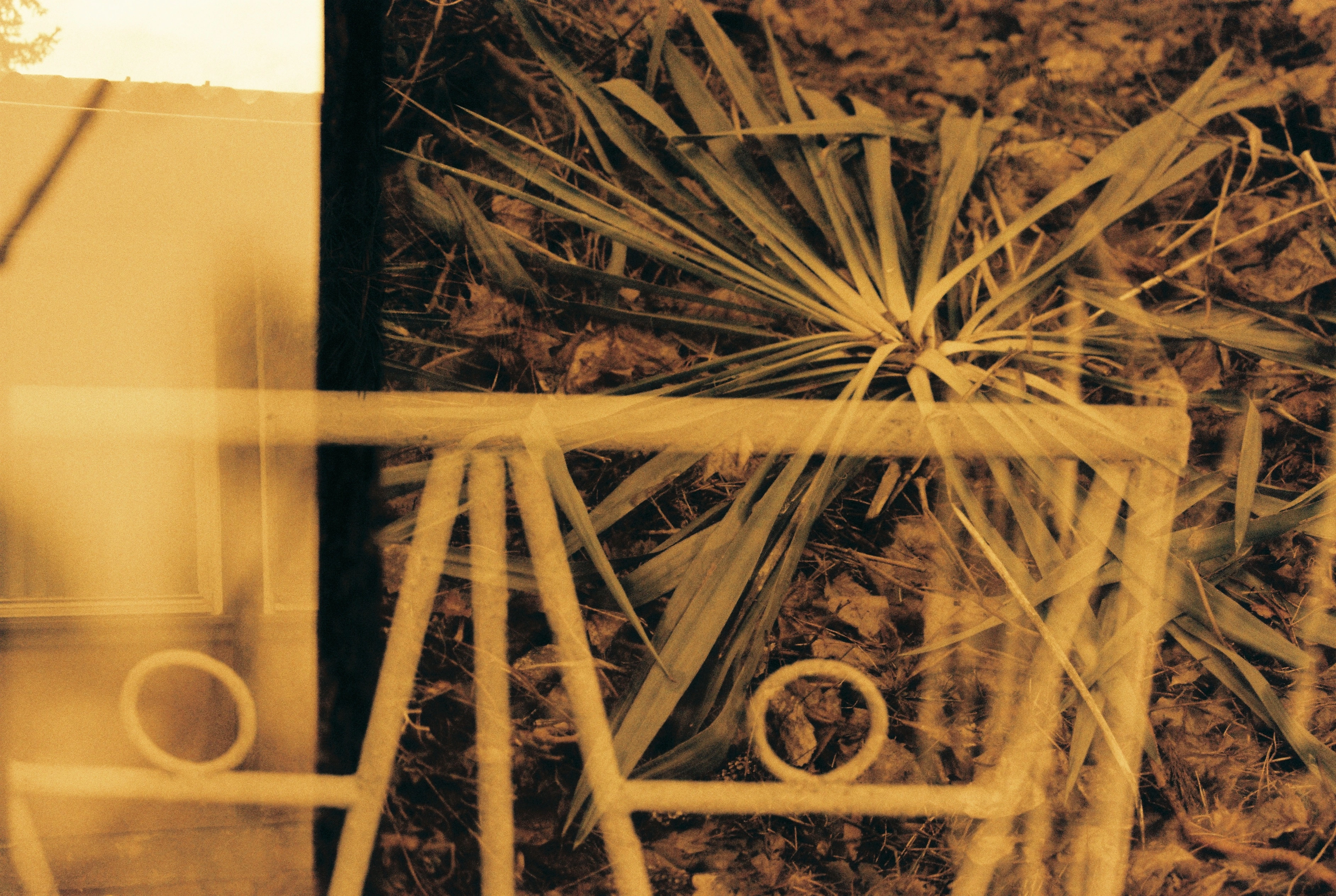 reclaimed by nature project image5